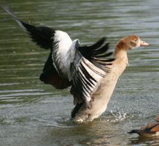 Junge-Nilgans-038.jpg